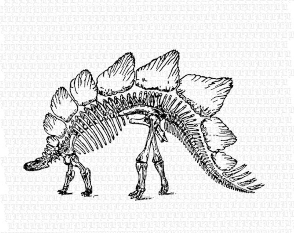 Stegosaurus ungulatus