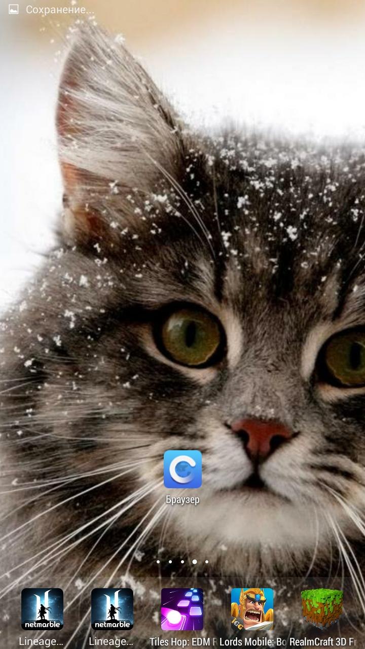 Кот на заставку телефона
