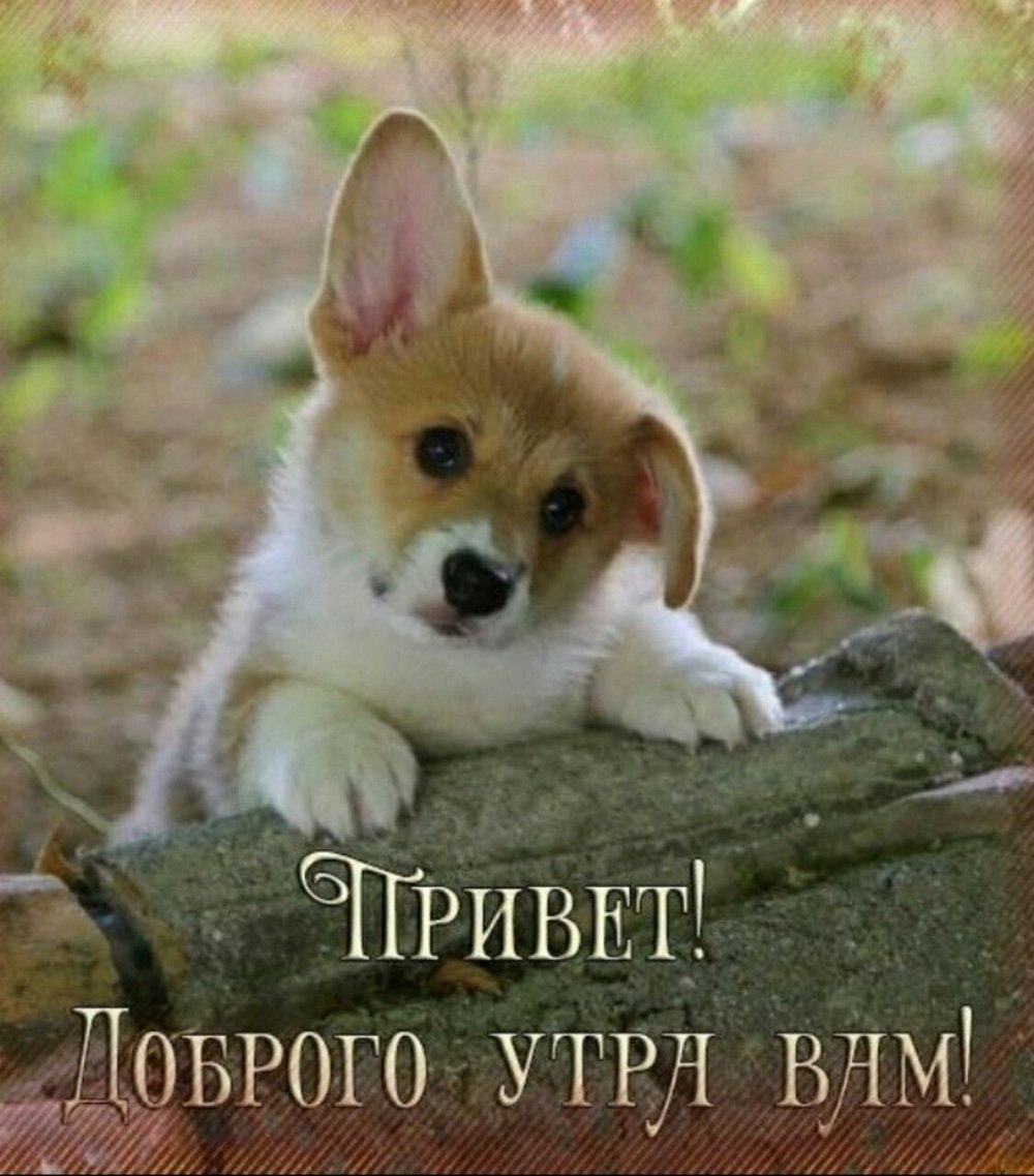 Алмаз Крыма питомник корги