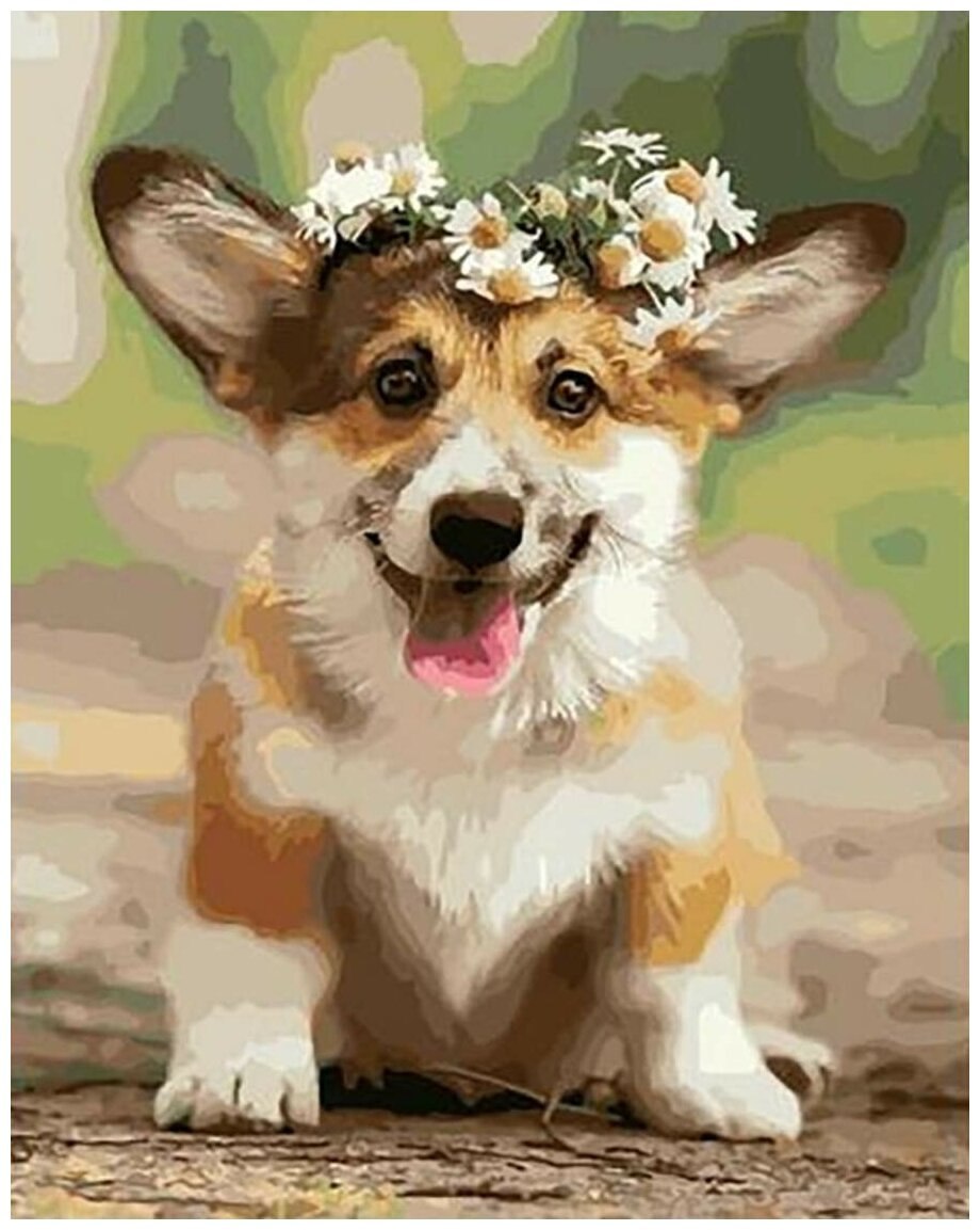 Вельш корги щенки