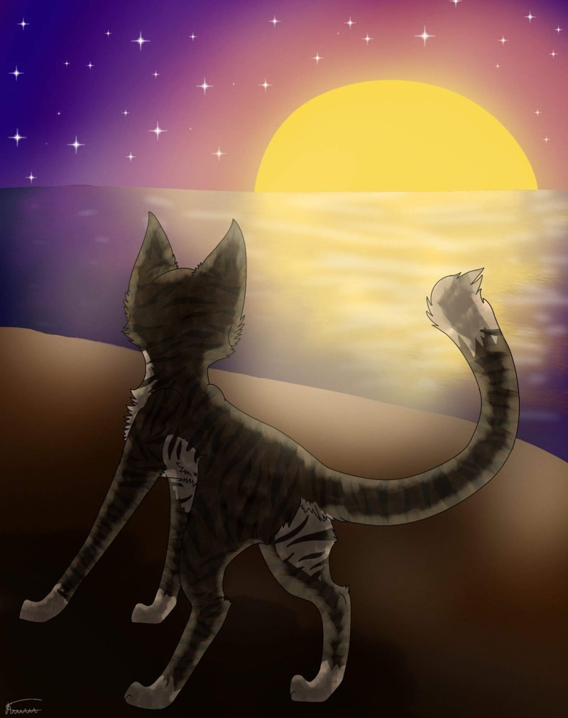 Коты Воители половина Луны