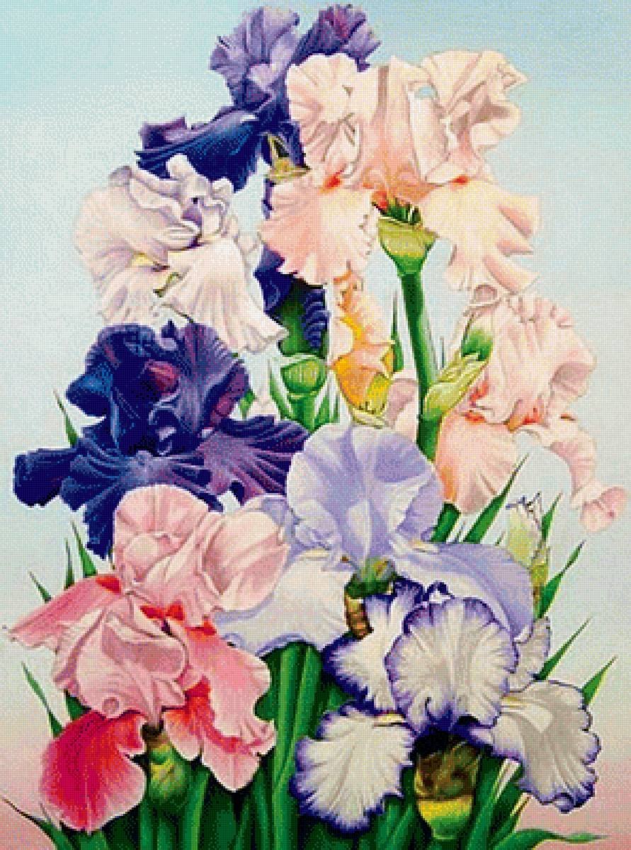Sam zwemmer. Ирис