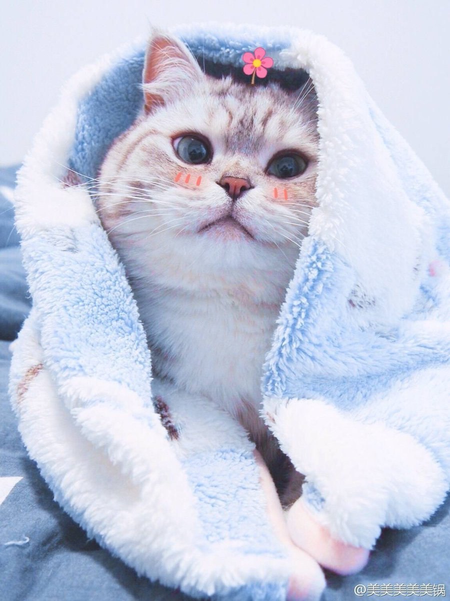 Обработанные котики