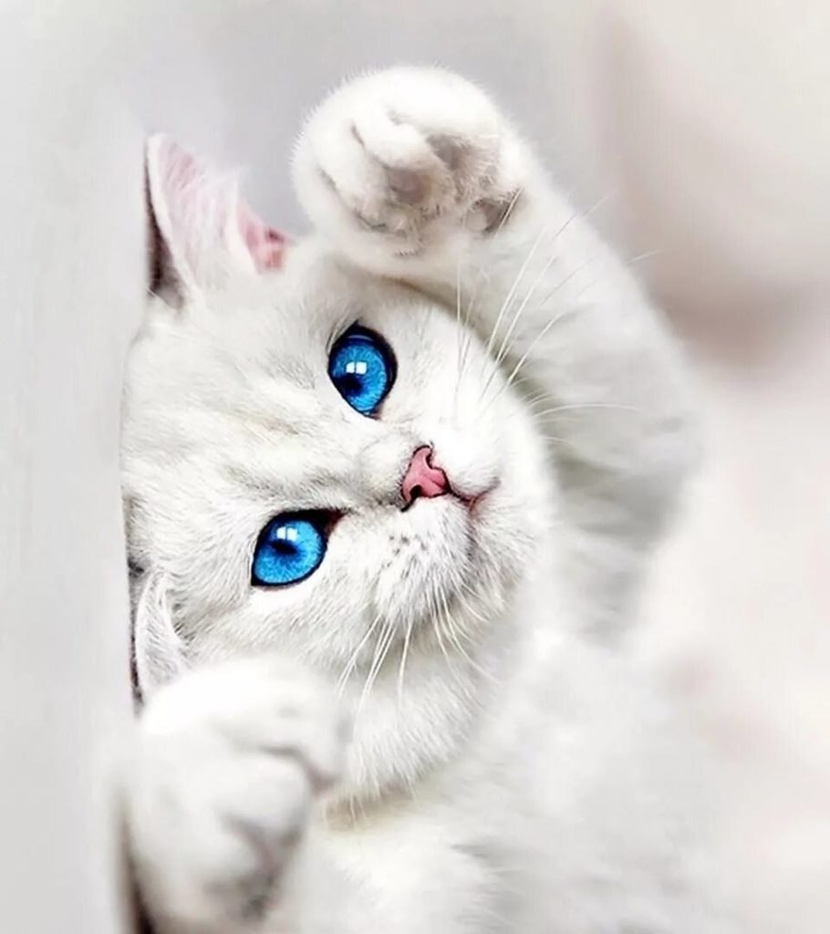 Котик с голубыимы глаза