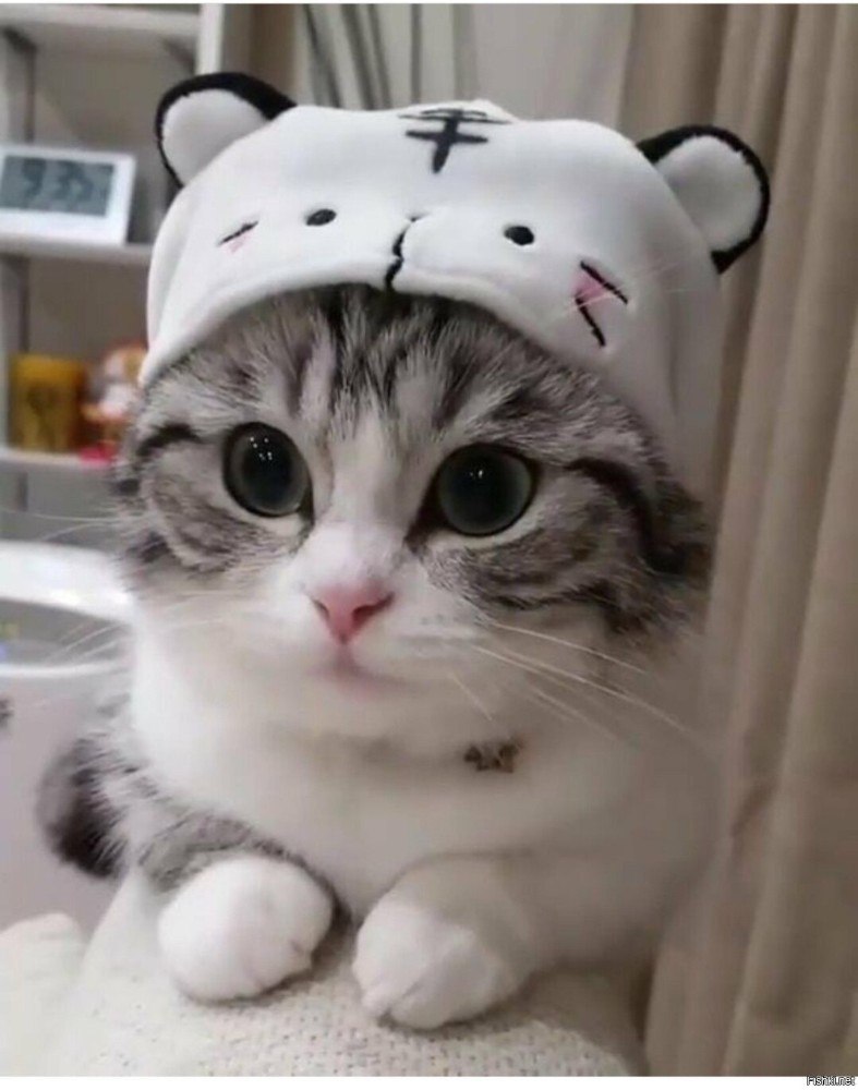 Милый кот