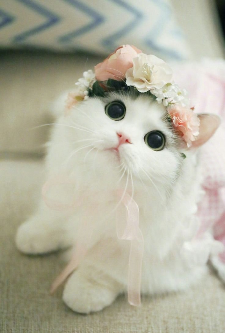 Милые котики