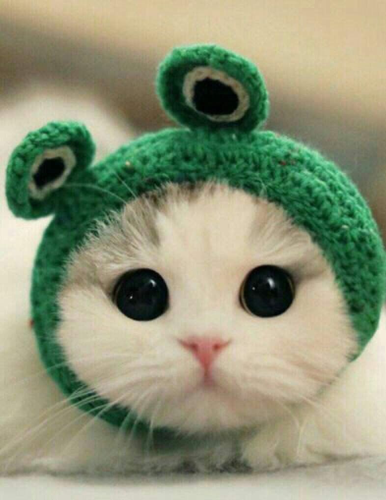 Шапочка котика