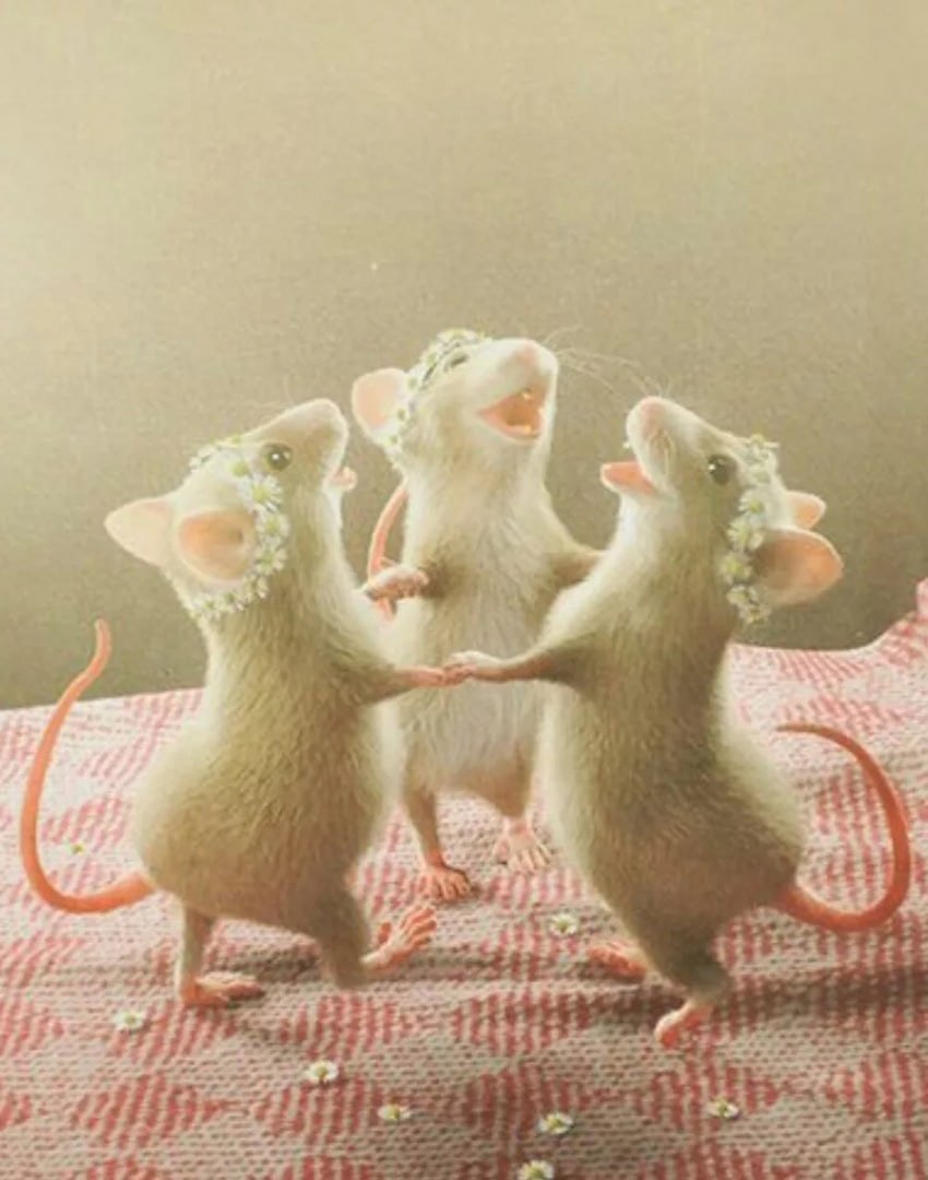 3 Крыски