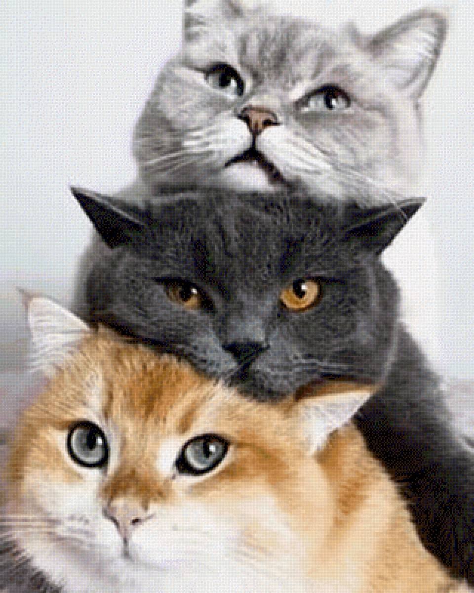 Парные котики