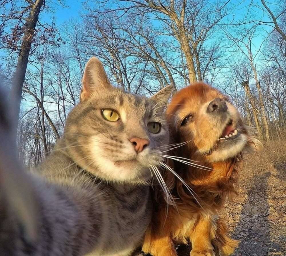 Кот селфи