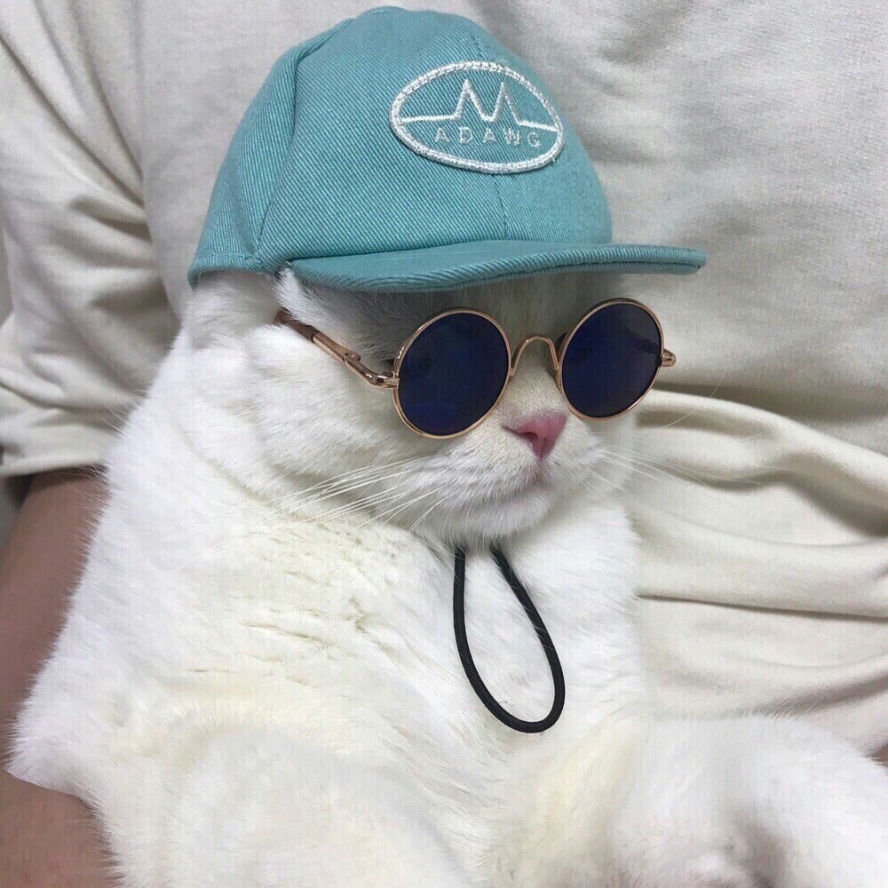 Крутой кот