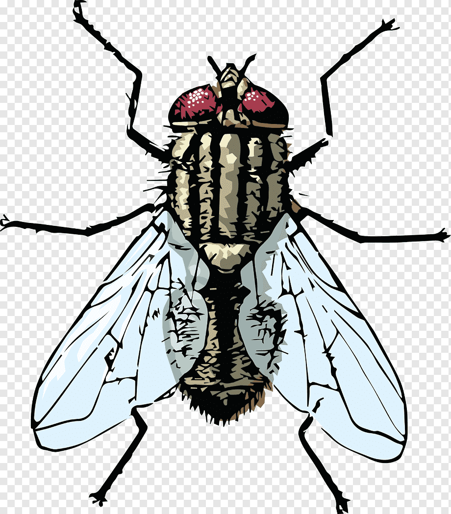 Musca domestica комнатная Муха