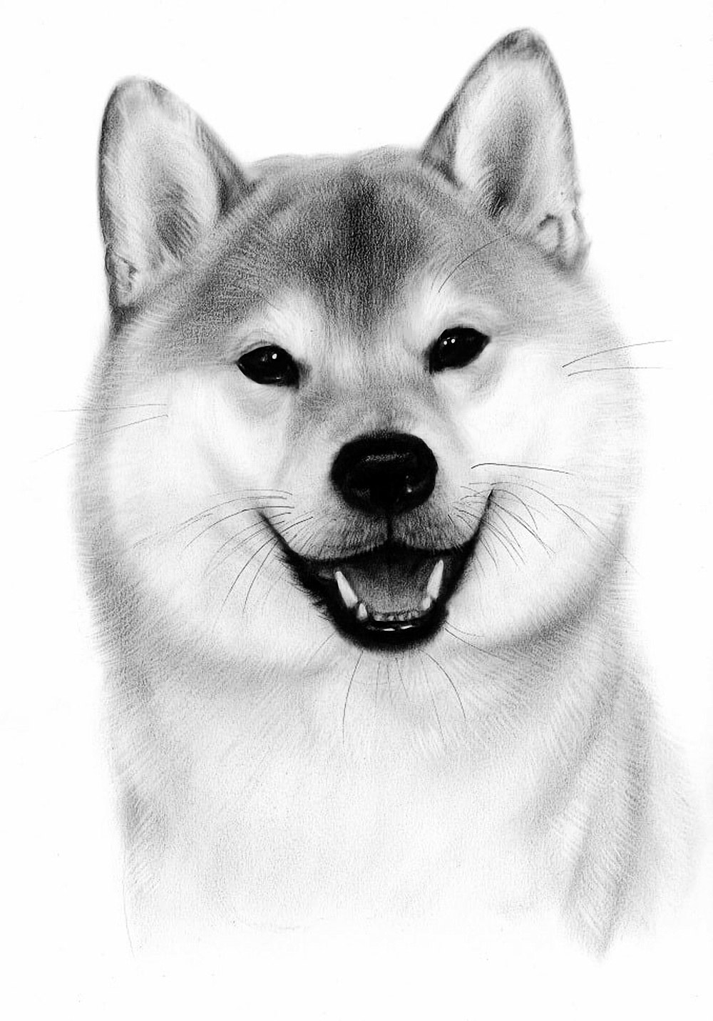 Как нарисовать сиба ину