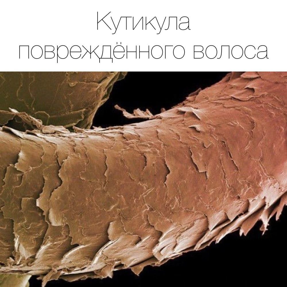 Сухая кожа с волосами макро