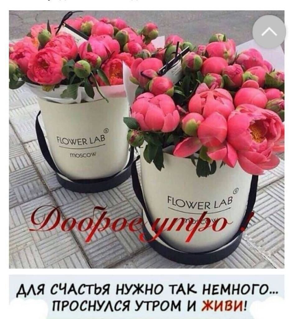 Доброе утро пионы