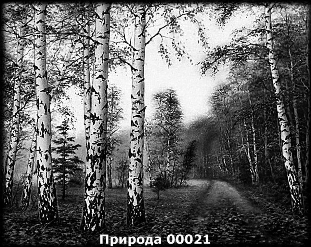 Береза для гравировки