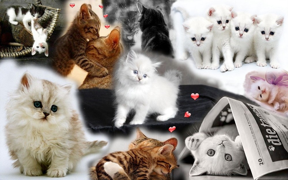 Фотоколлаж с кошками