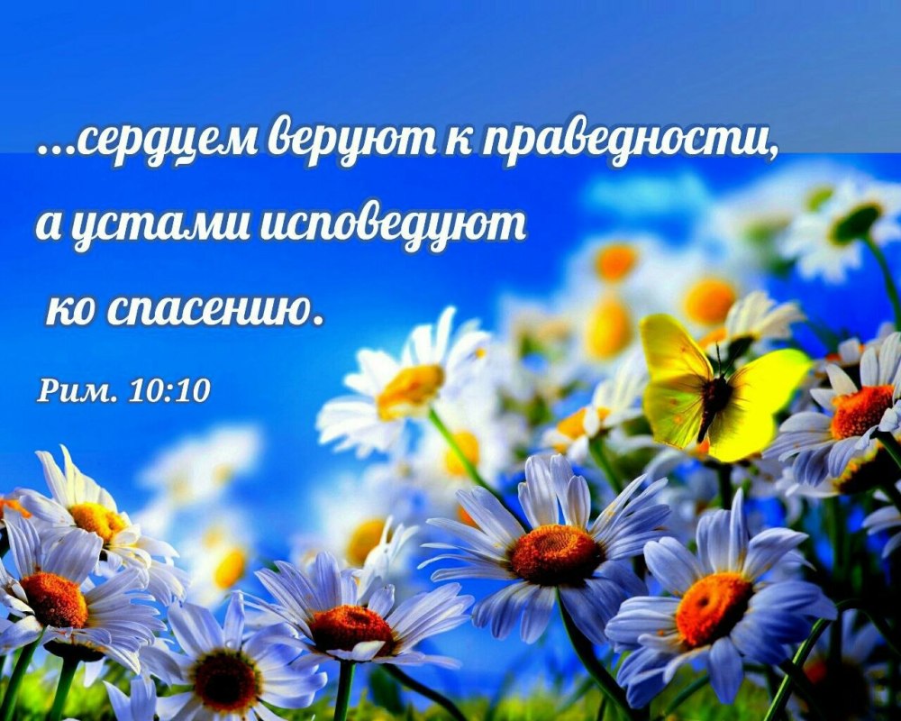 Обложка для фейсбука цветы