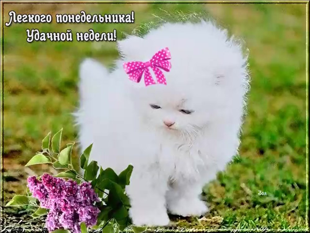 С добрым утром понедельника