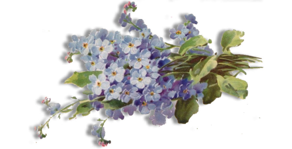 Букет незабудок на белом фоне