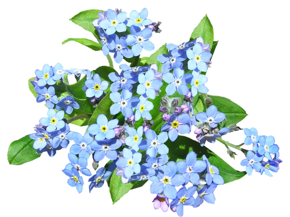 Рамка из незабудок