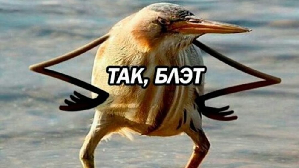 Птичка ТЭК блэт