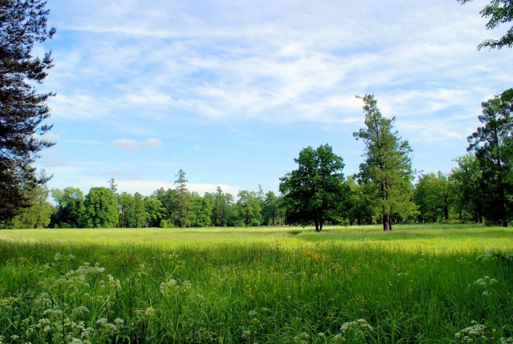 Лес панорама