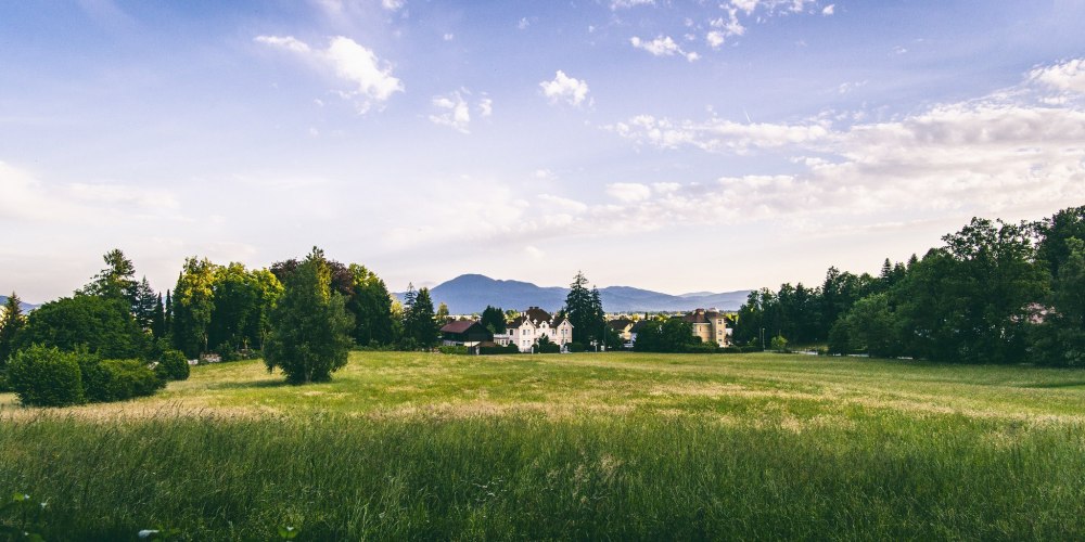 Лес панорама