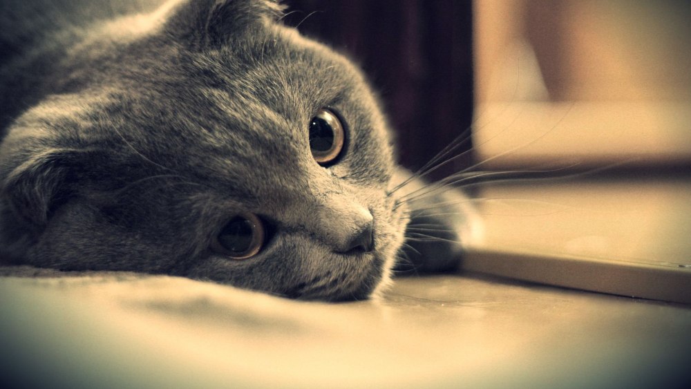 Скучающий кот