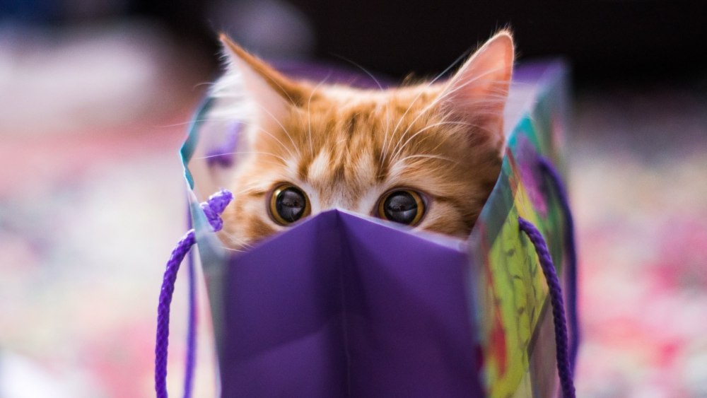 Классные котики