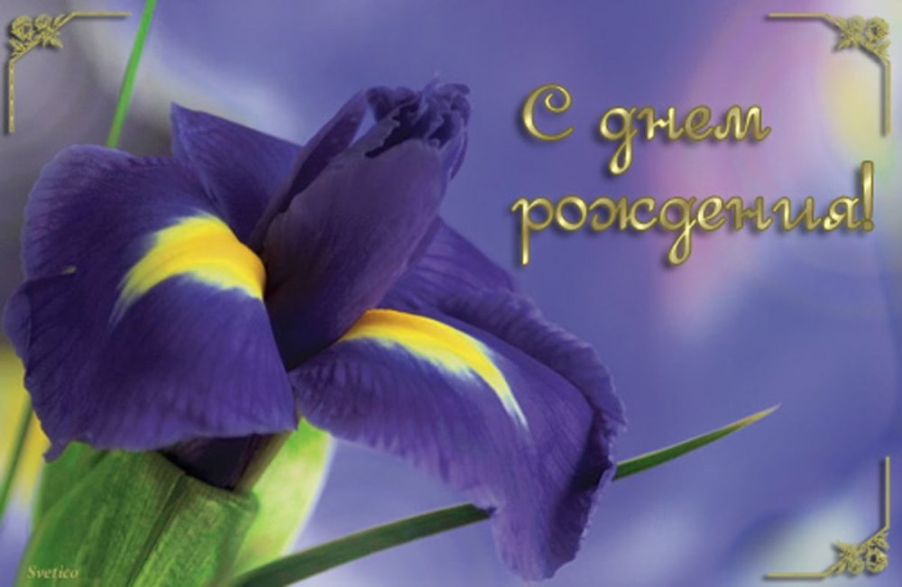 С днем рождения ирисы