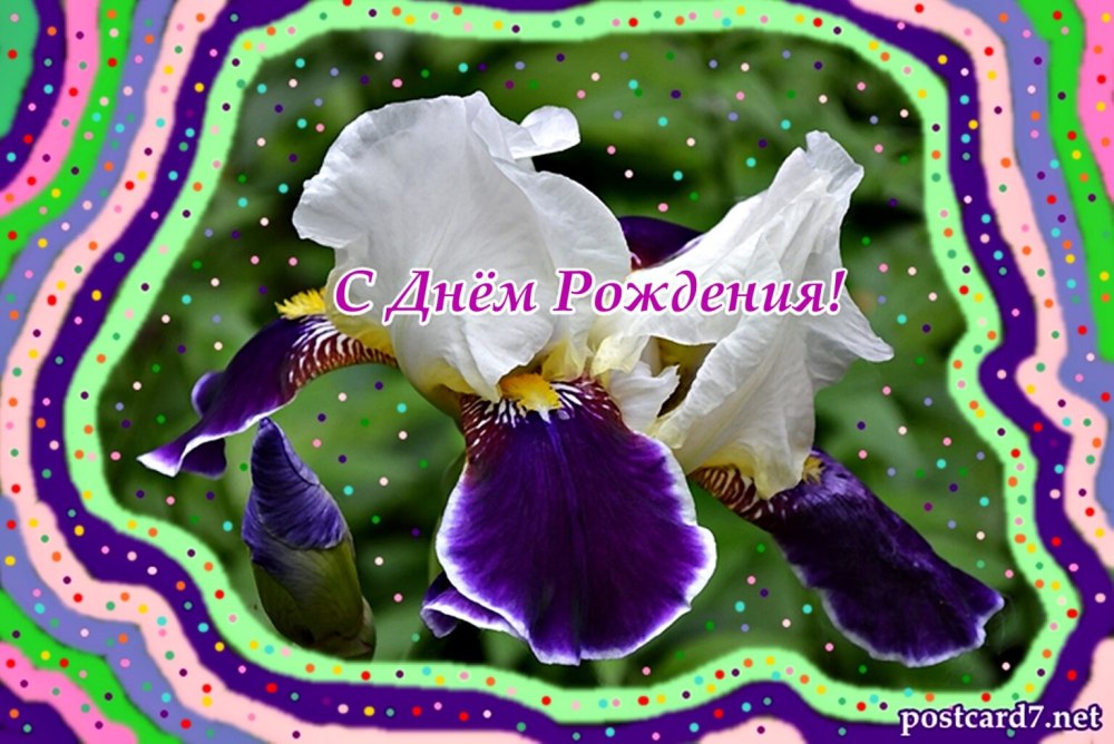 С днём рождения женщине ирисы
