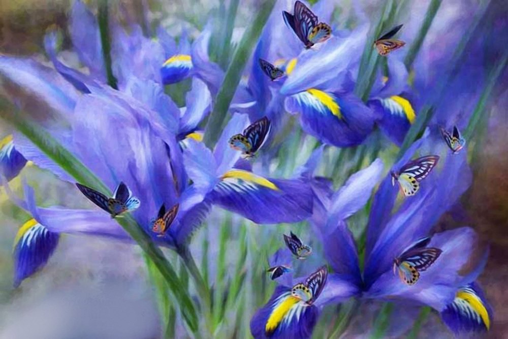 Carol Cavalaris ирисы