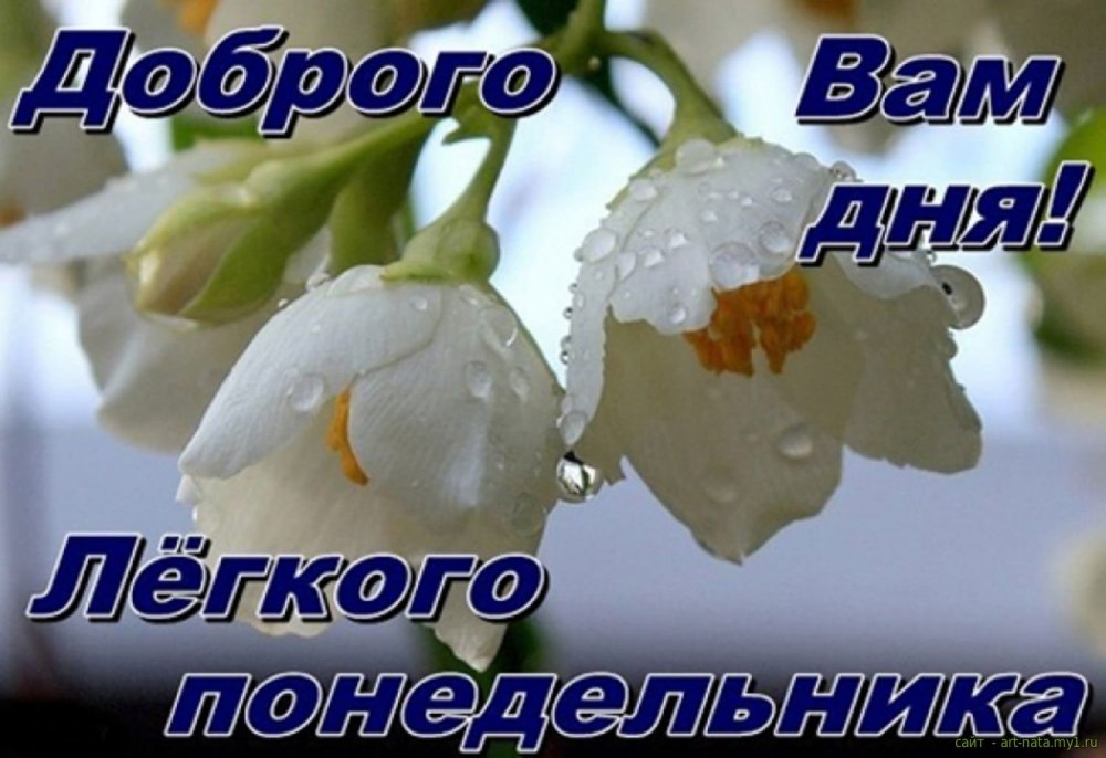 Доброе утро понедельника тюльпаны