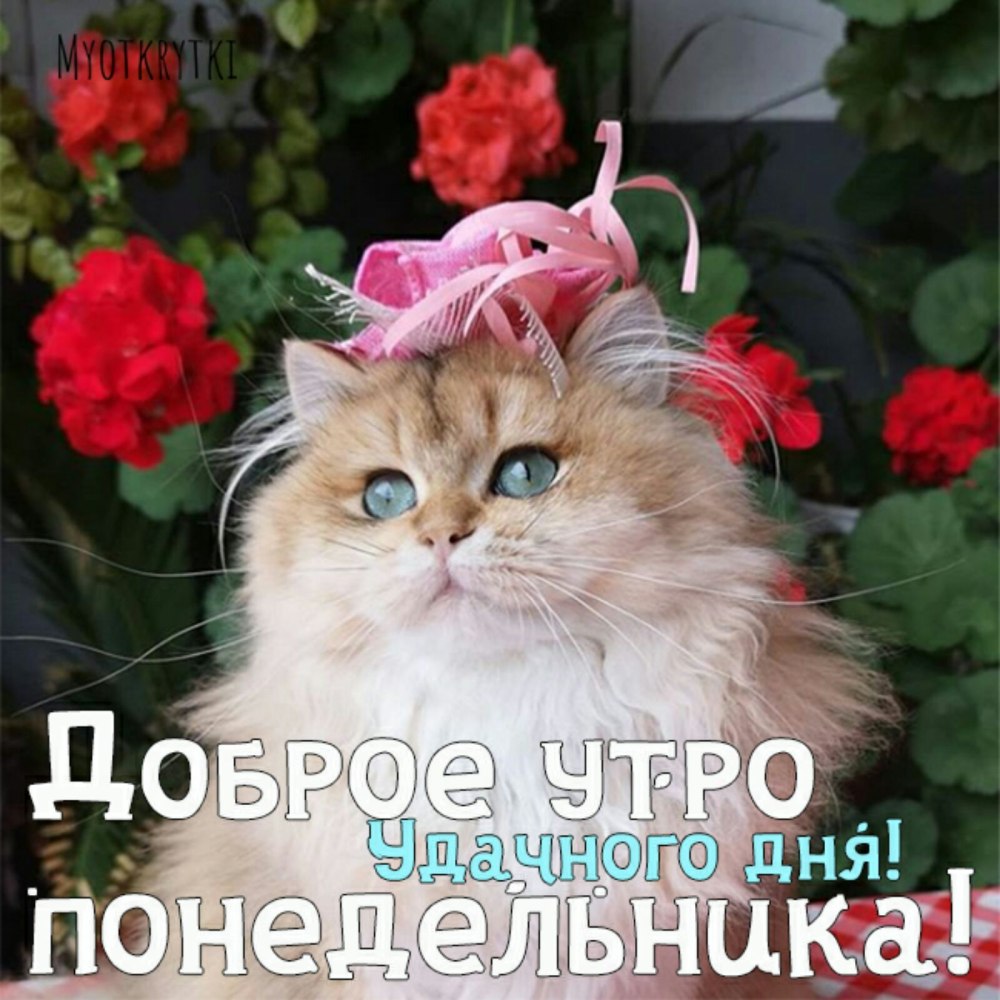 С добрым утром понедельника