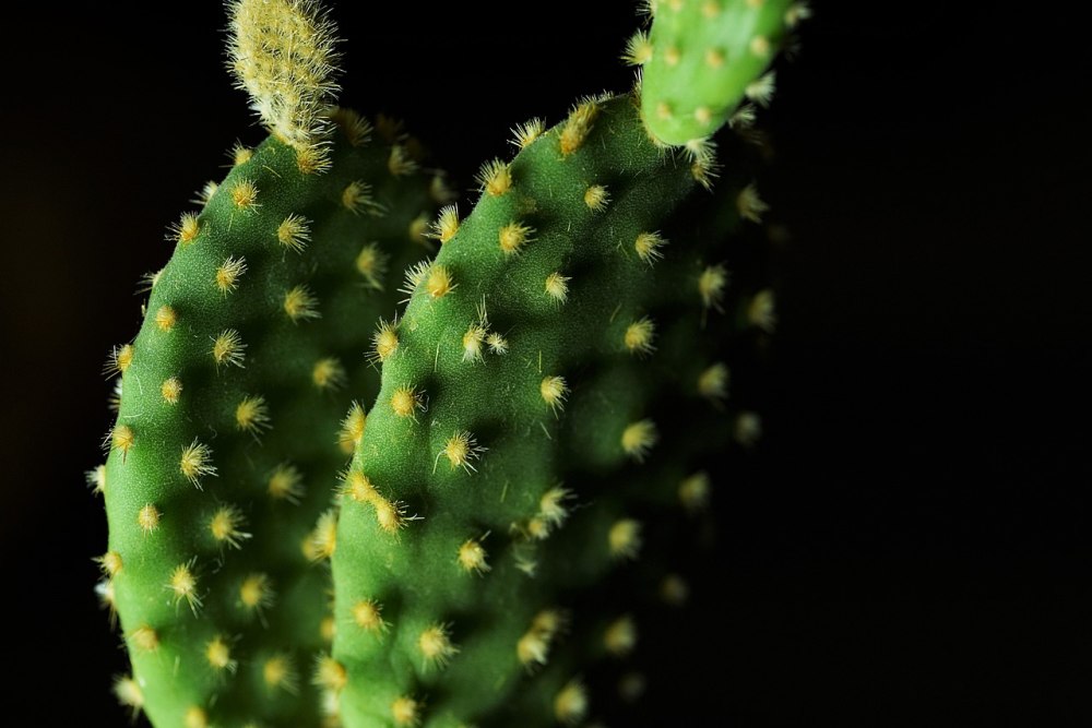 Зеленый Кактус (Cactus Vert)