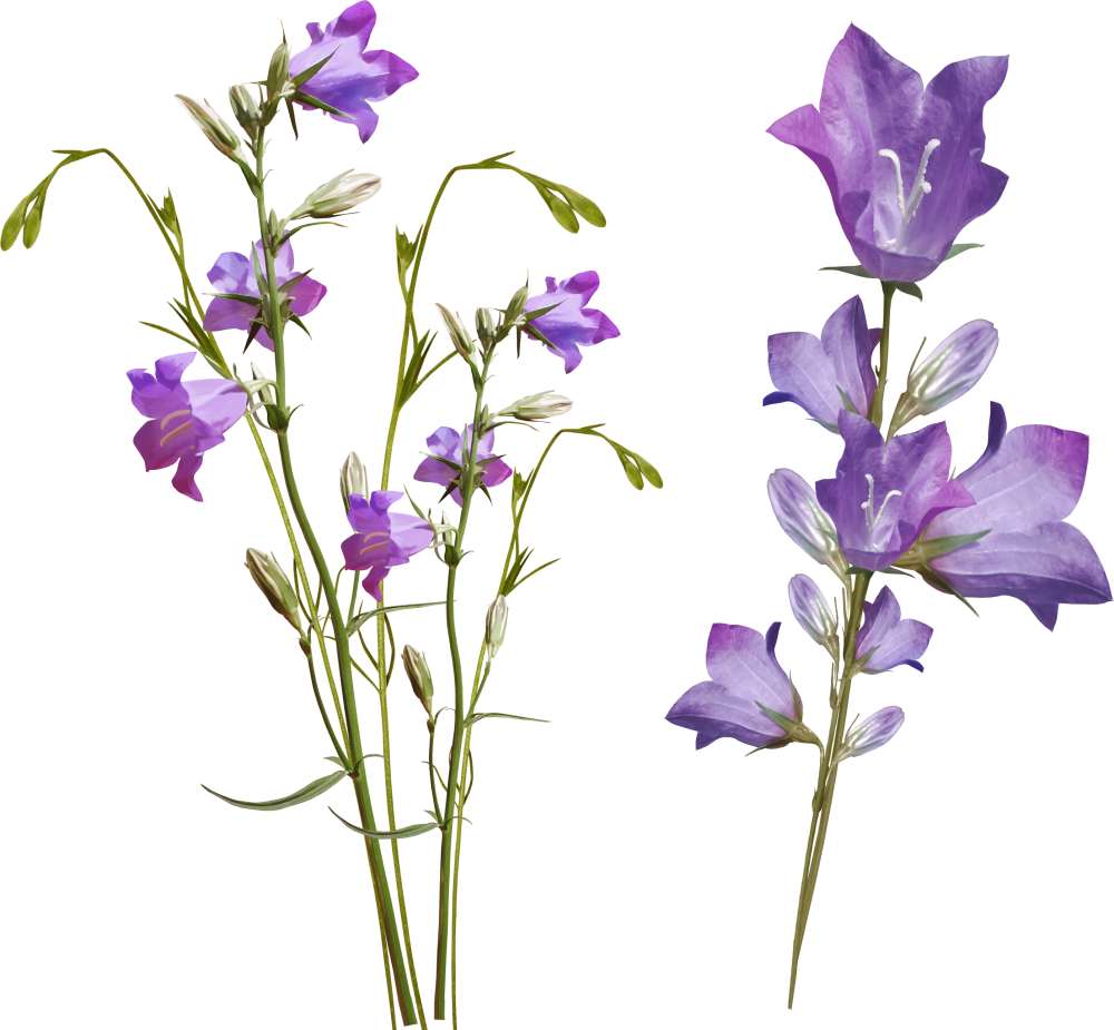 Кампанула фиолетовая срезка