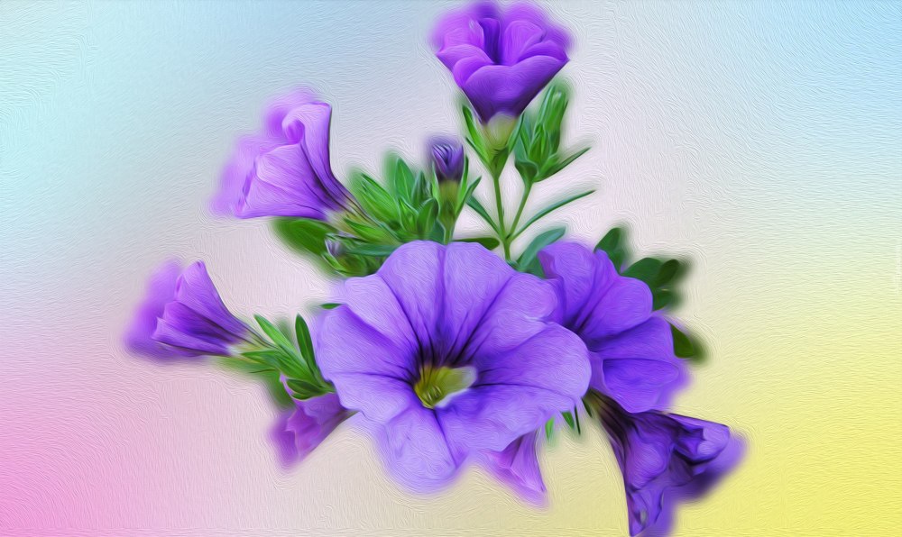 Петуньи колокольчик