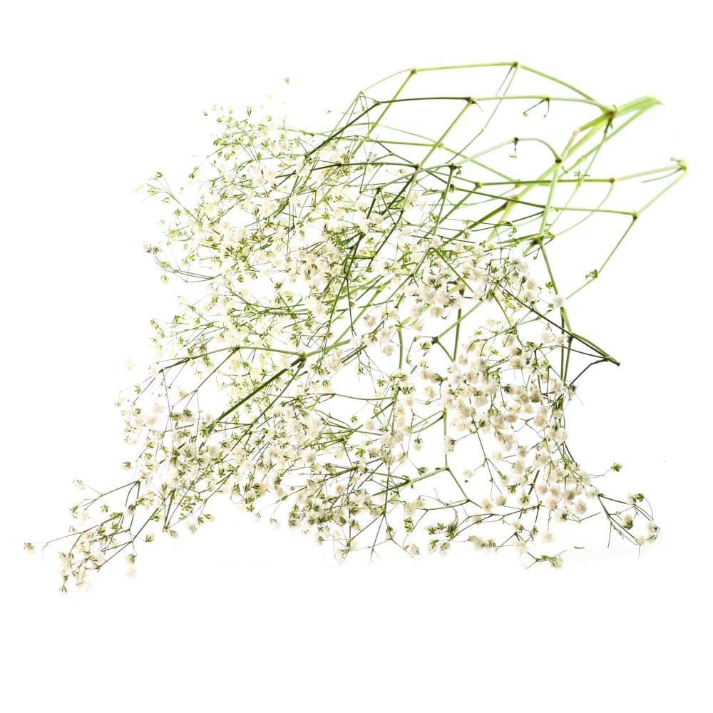Gypsophila paniculata Xlence