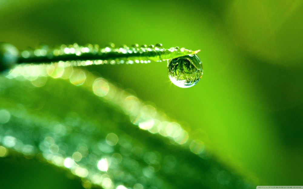 Капли воды на листьях