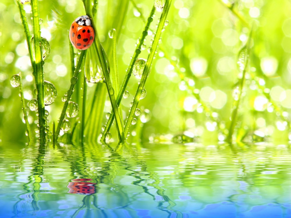 Капли воды макро