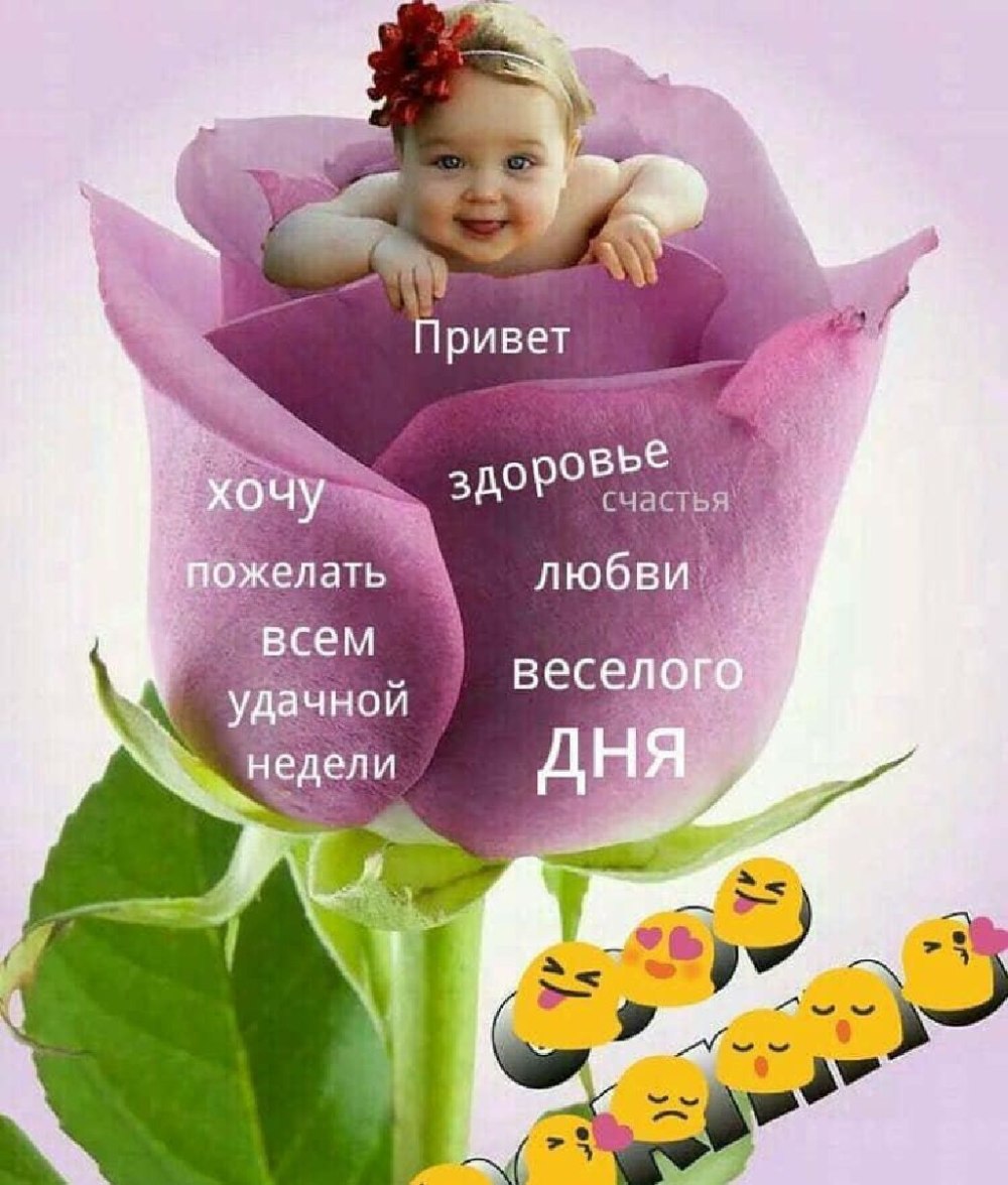 Одиночная розовая роза