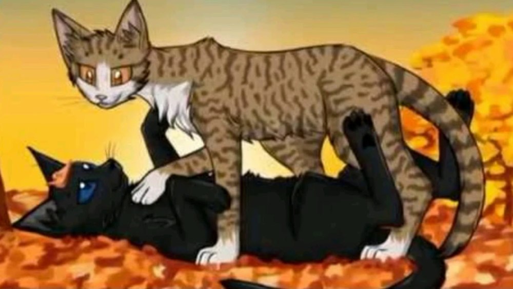 Коты Воители белка и Бич любовь