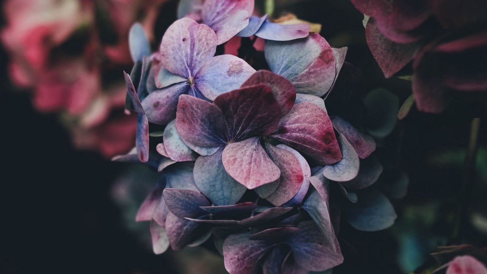 Лаванда Lavender aesthetic