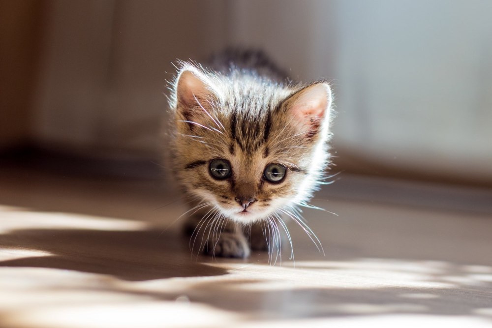 Красивые маленькие котята