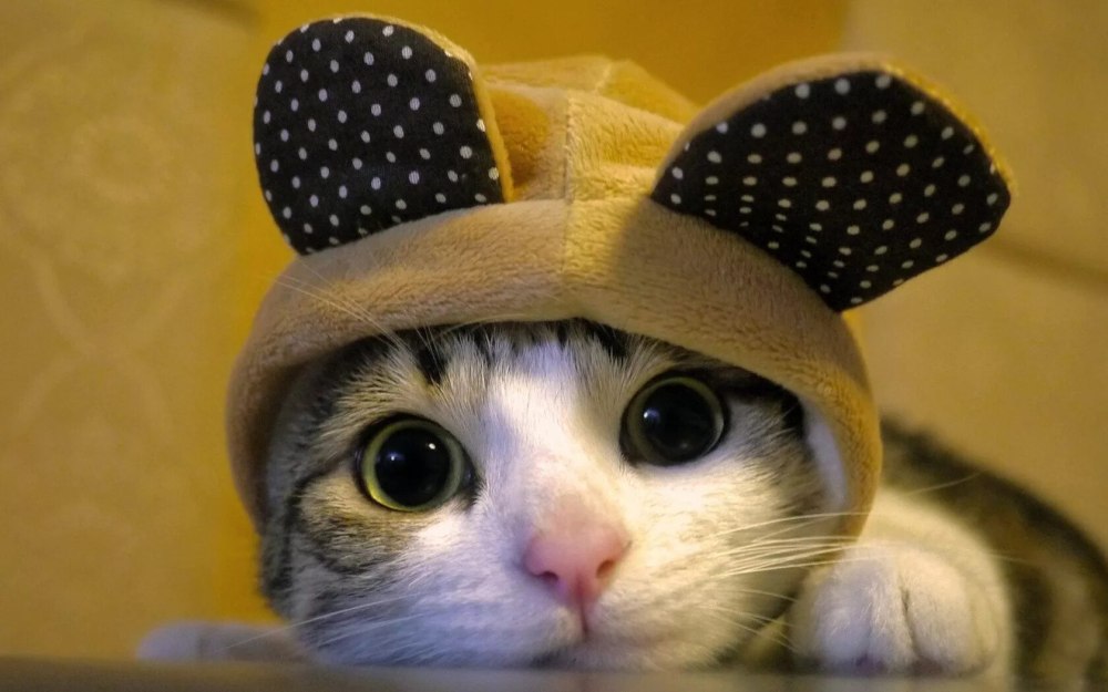 Милые котики