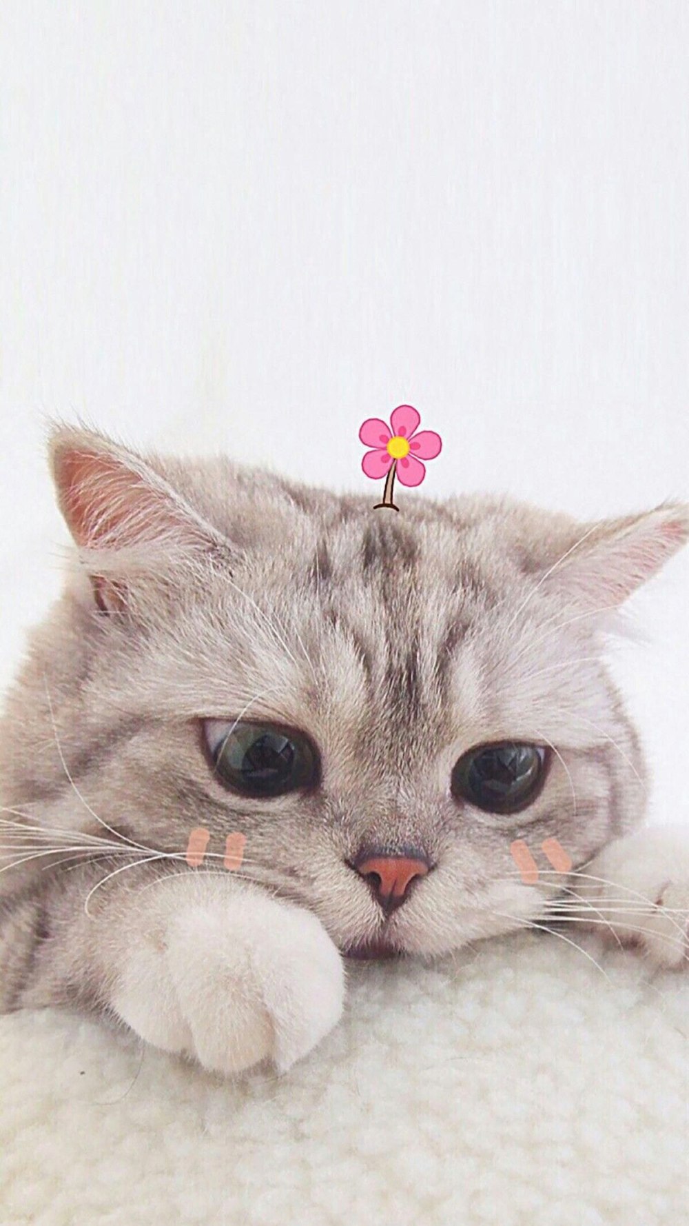 Милые котики