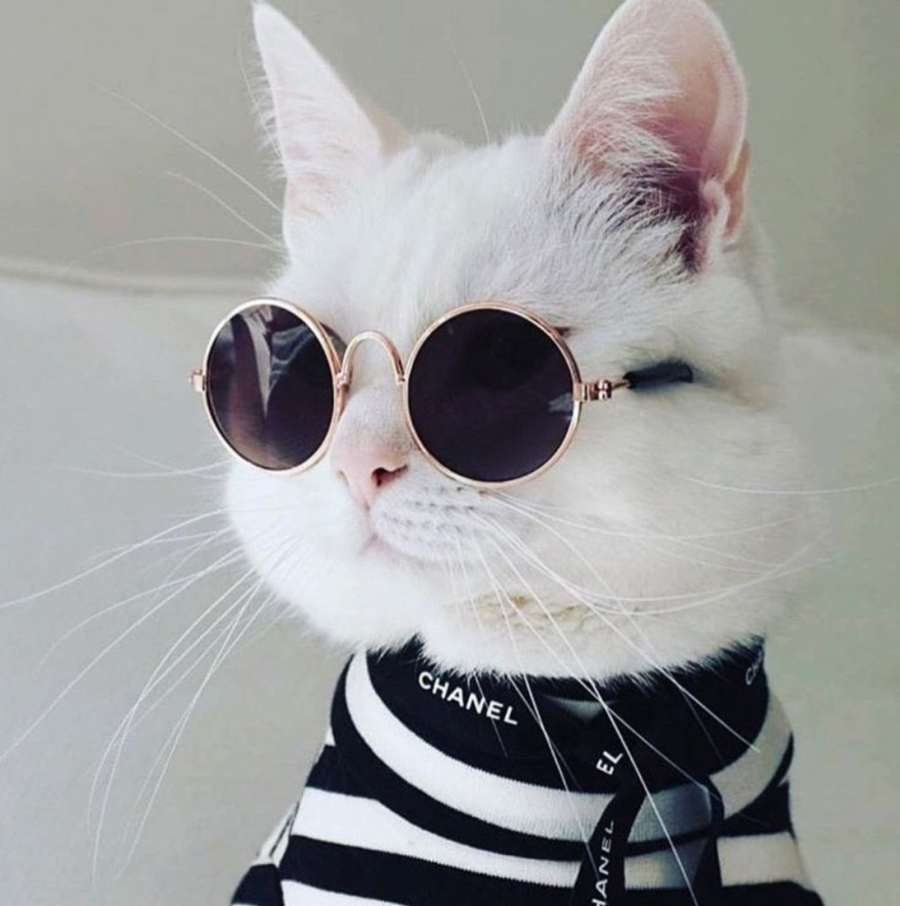 Котик с очками
