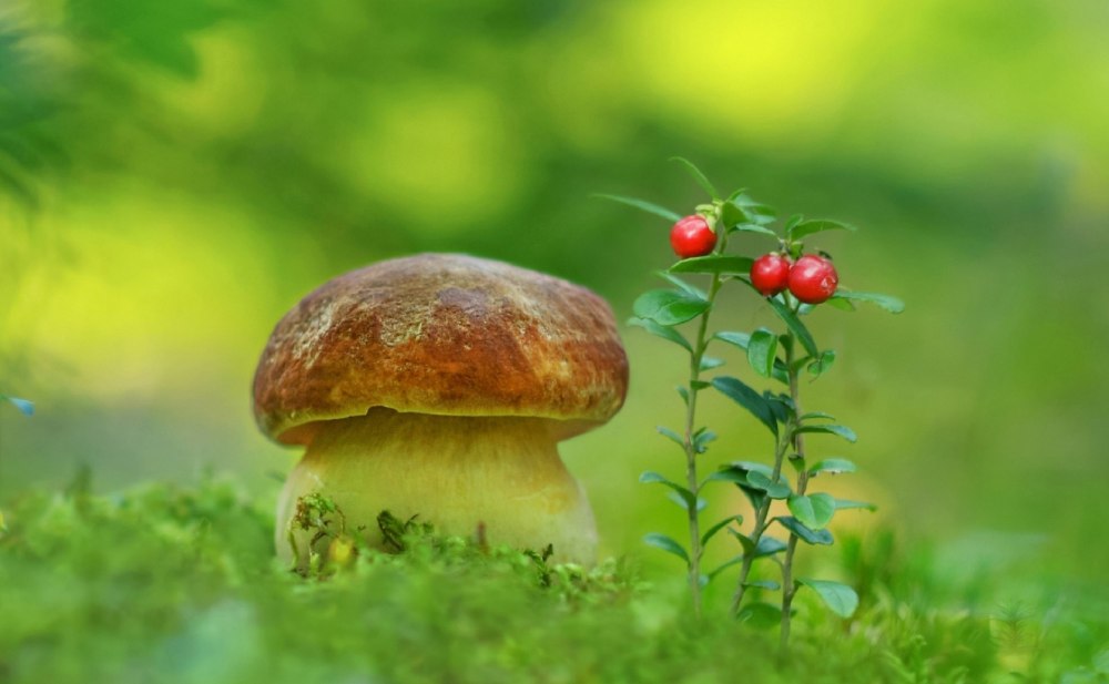 Сказочный лес с грибами