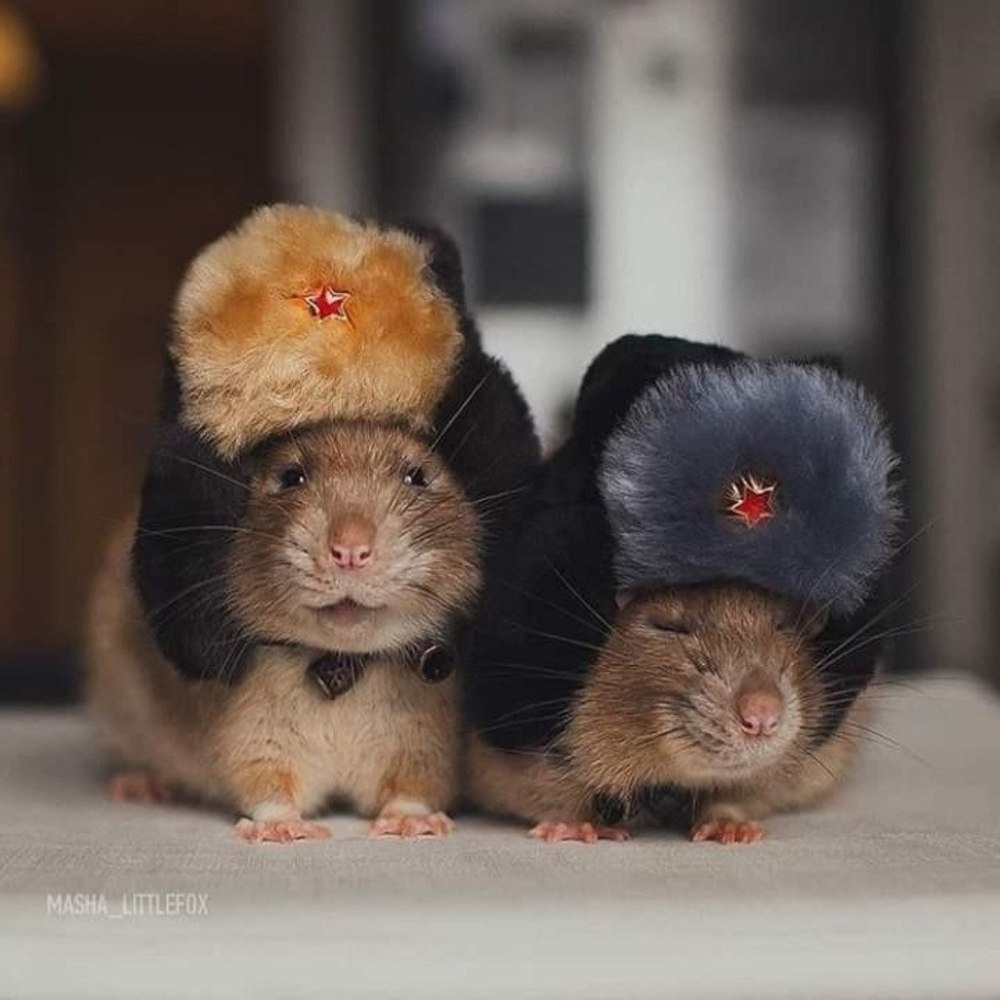Мышка хомяк